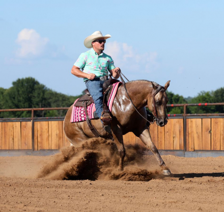 HorseID: 2280904 TR Partyinthehouse - PhotoID: 1055718