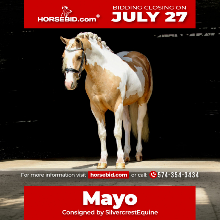 HorseID: 2280905 Mayo - PhotoID: 1055692