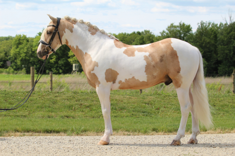 HorseID: 2280905 Mayo - PhotoID: 1055693