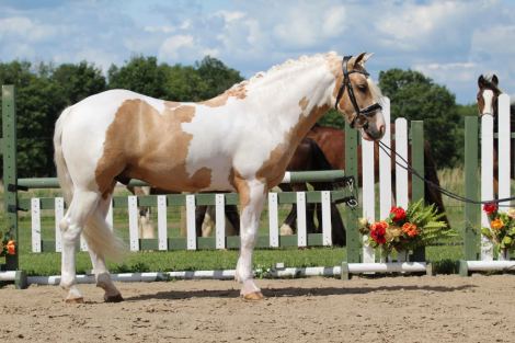 HorseID: 2280905 Mayo - PhotoID: 1055694