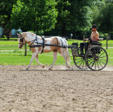 HorseID: 2280905 Mayo - PhotoID: 1055695