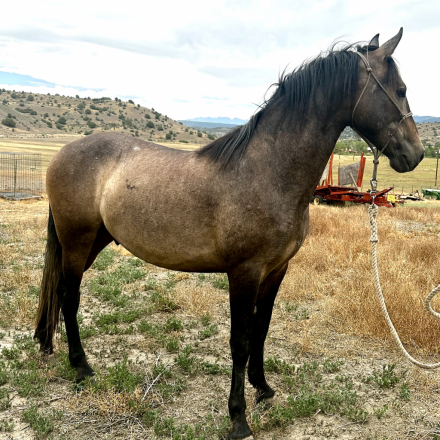 HorseID: 2282169 Ricardo Viento - PhotoID: 1101792