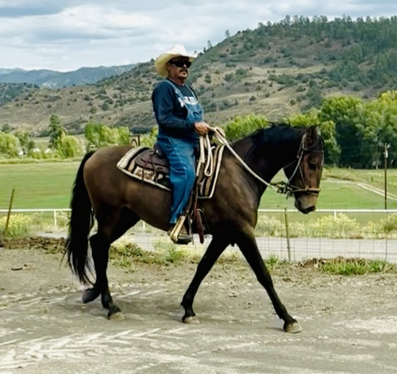 HorseID: 2282169 Ricardo Viento - PhotoID: 1101793
