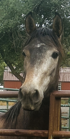 HorseID: 2282169 Ricardo Viento - PhotoID: 1101794