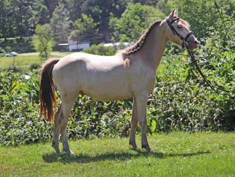 HorseID: 2282562 OYY Paid in Gold - PhotoID: 1103030