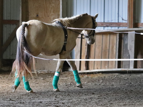 HorseID: 2282562 OYY Paid in Gold - PhotoID: 1103031