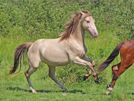 HorseID: 2282562 OYY Paid in Gold - PhotoID: 1103032