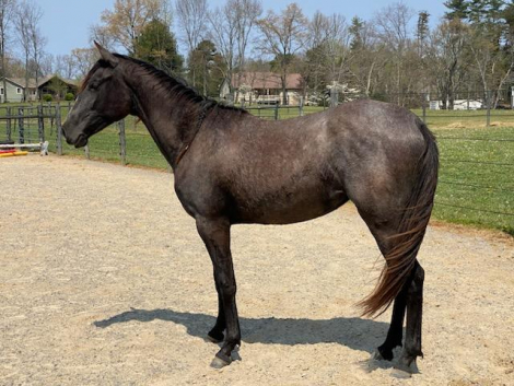 HorseID: 2282630 Spanish Violin CDR - PhotoID: 1101510