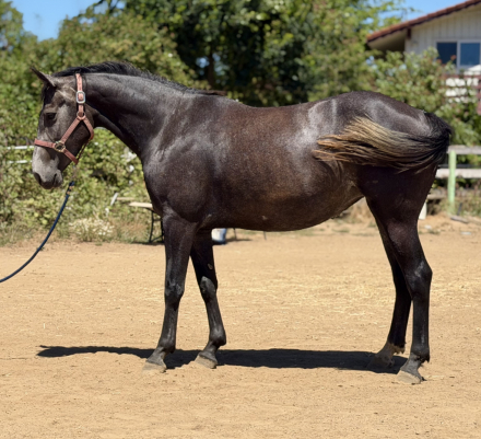 HorseID: 2282988 Bergini - PhotoID: 1102571