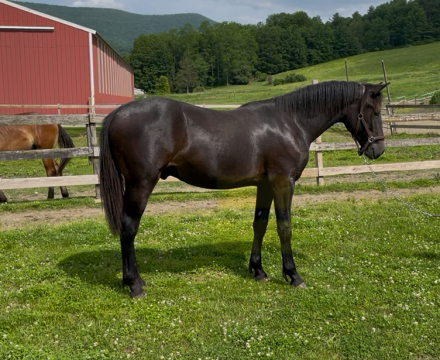 HorseID: 2283684 Knox - PhotoID: 1078397