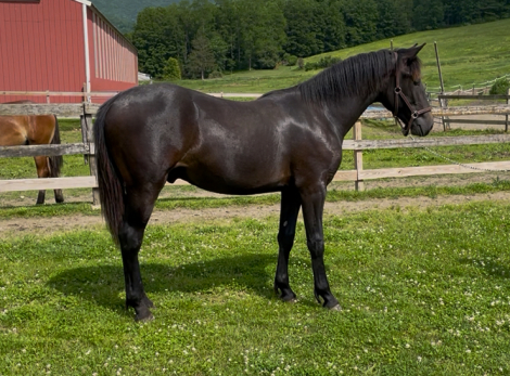 HorseID: 2283684 Knox - PhotoID: 1078398