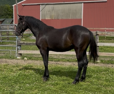 HorseID: 2283684 Knox - PhotoID: 1078399