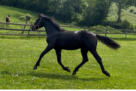 HorseID: 2283684 Knox - PhotoID: 1078400