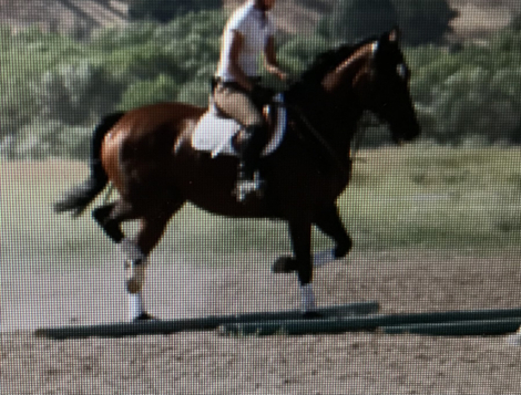 HorseID: 2283732 Ambiance - PhotoID: 1059574