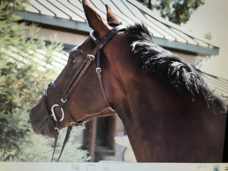 HorseID: 2283732 Ambiance - PhotoID: 1059575