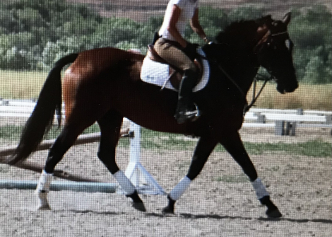 HorseID: 2283732 Ambiance - PhotoID: 1059576