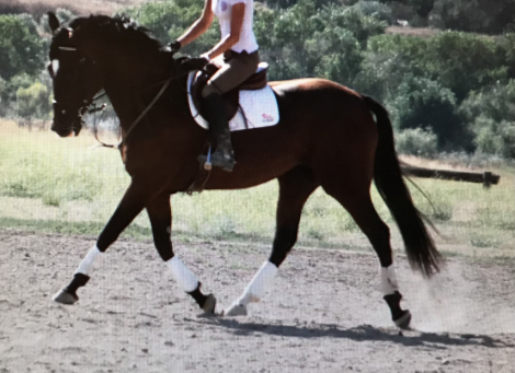 HorseID: 2283732 Ambiance - PhotoID: 1059577