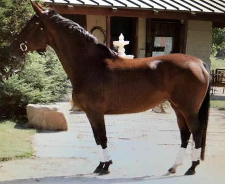 HorseID: 2283732 Ambiance - PhotoID: 1059578