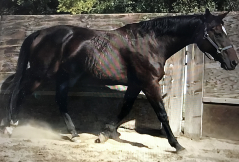 HorseID: 2283732 Ambiance - PhotoID: 1064551