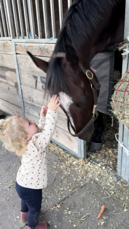 HorseID: 2283825 GOLDEN IMAGE - PhotoID: 1080716