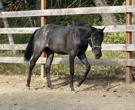 HorseID: 2284657 Azul XXX Hancock - PhotoID: 1079536