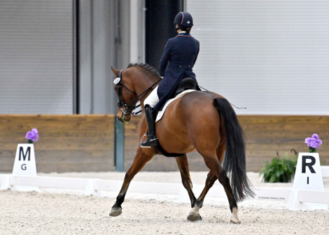 HorseID: 2285685 Loxley’s Optimism - PhotoID: 1080077