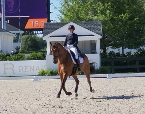 HorseID: 2285685 Loxley’s Optimism - PhotoID: 1080078