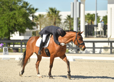 HorseID: 2285685 Loxley’s Optimism - PhotoID: 1080079