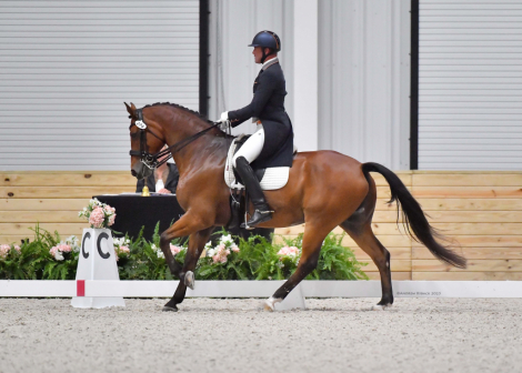 HorseID: 2285685 Loxley’s Optimism - PhotoID: 1080080