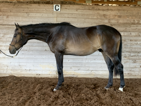 HorseID: 2286443 Finley - PhotoID: 1078000