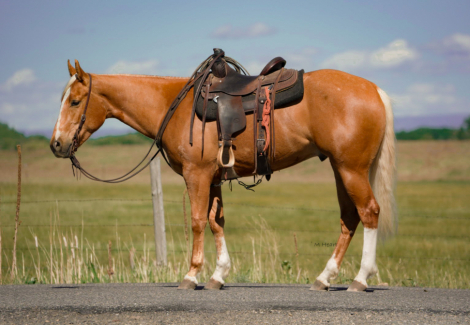 HorseID: 2287438 MV SMART PROM - PhotoID: 1064615