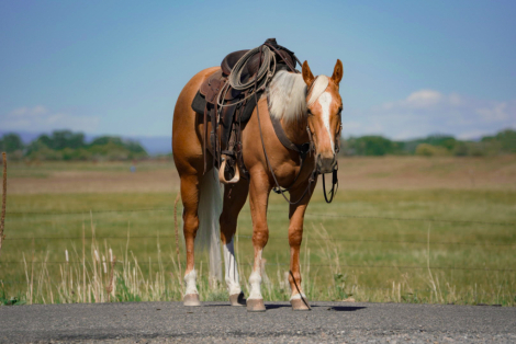 HorseID: 2287438 MV SMART PROM - PhotoID: 1064616