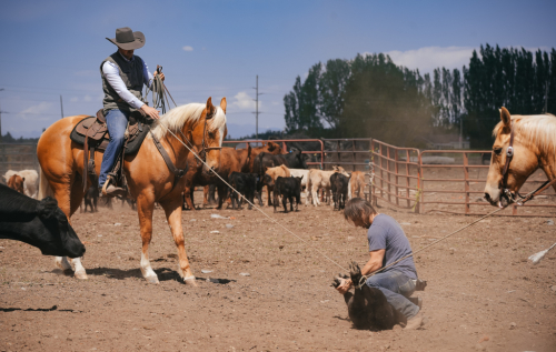 HorseID: 2287438 MV SMART PROM - PhotoID: 1064617