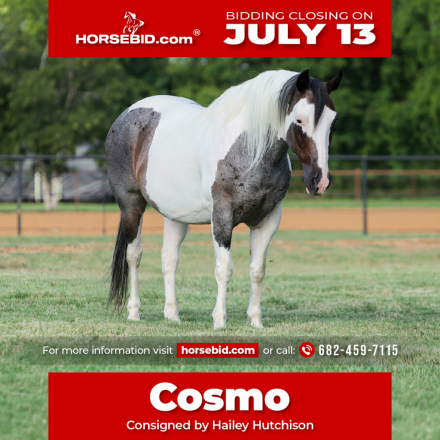 HorseID: 2287439 Cosmo - PhotoID: 1064618