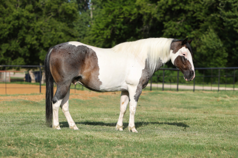 HorseID: 2287439 Cosmo - PhotoID: 1064619