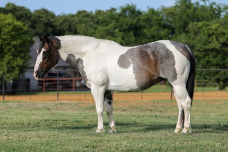 HorseID: 2287439 Cosmo - PhotoID: 1064620