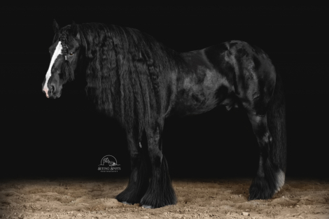 HorseID: 2287530 RNG Kate's George Strait - PhotoID: 1101513