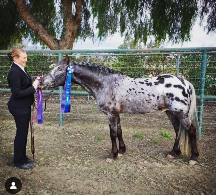 HorseID: 2288010 Painter's Redemption - PhotoID: 1065247