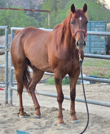 HorseID: 2290048 Oakland - PhotoID: 1068040