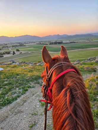 HorseID: 2290048 Oakland - PhotoID: 1068041