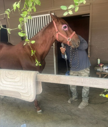 HorseID: 2290048 Oakland - PhotoID: 1068042