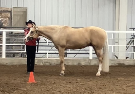 HorseID: 2290644 Ima Little EZ - PhotoID: 1080431