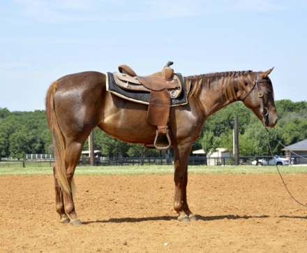 HorseID: 2290794 SULTRY PARTY - PhotoID: 1100590