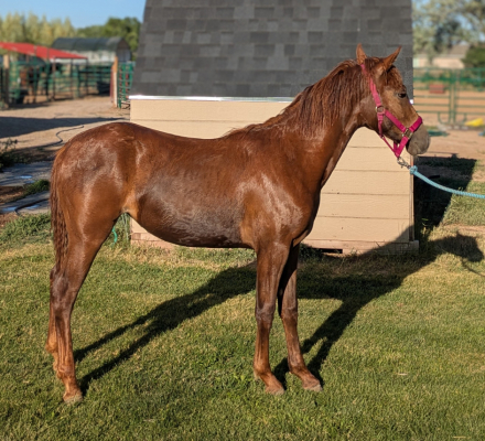 HorseID: 2290909 Wildbays Walk'n the Void - PhotoID: 1078864