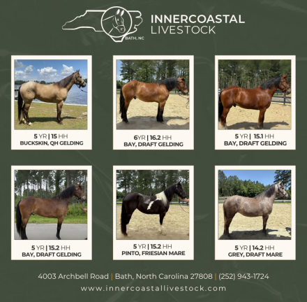 HorseID: 2291340 Horses For Sale - PhotoID: 1069853