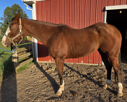 HorseID: 2292454 KF Sweetener - PhotoID: 1080521