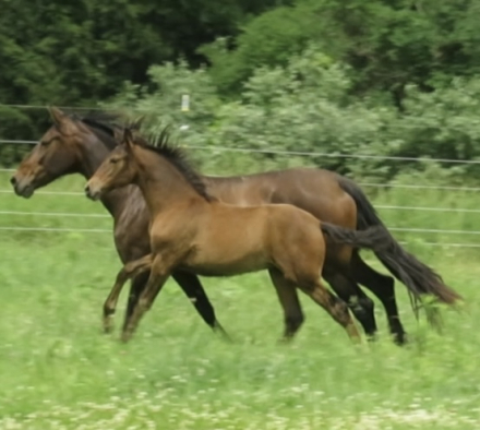 HorseID: 2292470 DAHLIA YR - PhotoID: 1079170