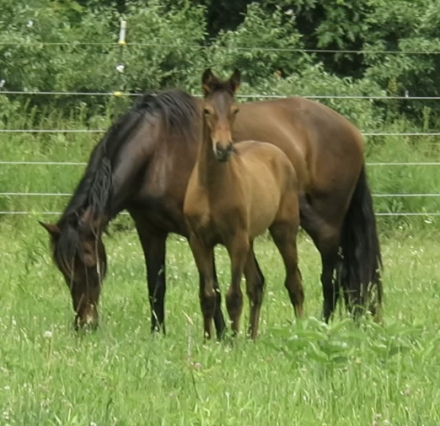 HorseID: 2292470 DAHLIA YR - PhotoID: 1079171