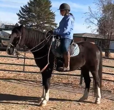 HorseID: 2293065 Two Willows Heart Throb - PhotoID: 1079708