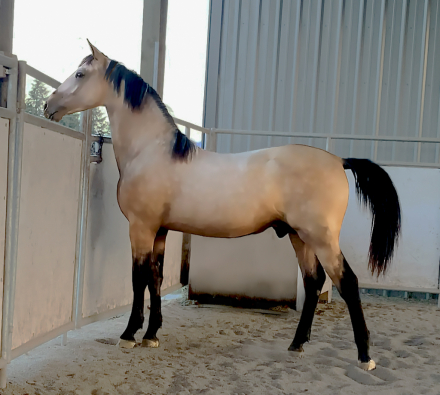 HorseID: 2293542 ATMF Kashmir - PhotoID: 1102933